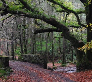 Scarough Wood Walks